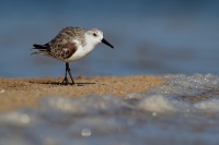 Jespak pisecny - Calidris alba - Sanderling o2022